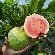 🎁Last Day Promotion 49% OFF🔥🌱Strawberry Guava Seeds🍐