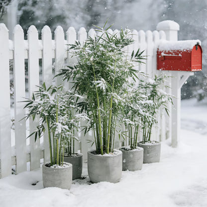 🏆Evergreen Lucky Bamboo Seeds | 🔥Buy 1 Get 1 Free🔥| 50% OFF TODAY