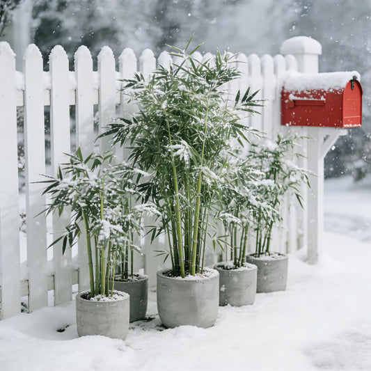 🏆Evergreen Lucky Bamboo Seeds | 🔥Buy 1 Get 1 Free🔥| 50% OFF TODAY