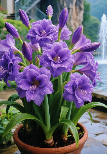 Double-Petaled Perfume Amaryllis Bulbs 😍PACK OF 3😍