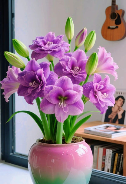Double-Petaled Perfume Amaryllis Bulbs 😍PACK OF 3😍