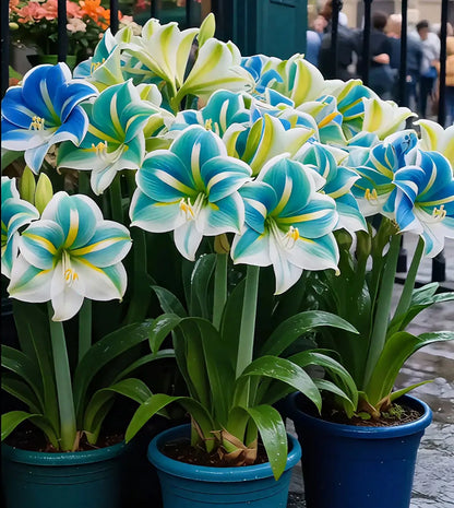 Double-Petaled Perfume Amaryllis Bulbs 😍PACK OF 3😍