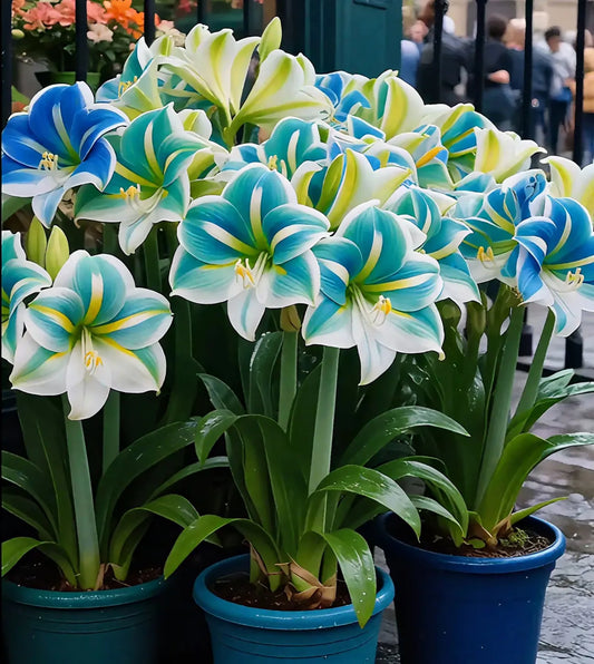 Double-Petaled Perfume Amaryllis Bulbs 😍PACK OF 3😍