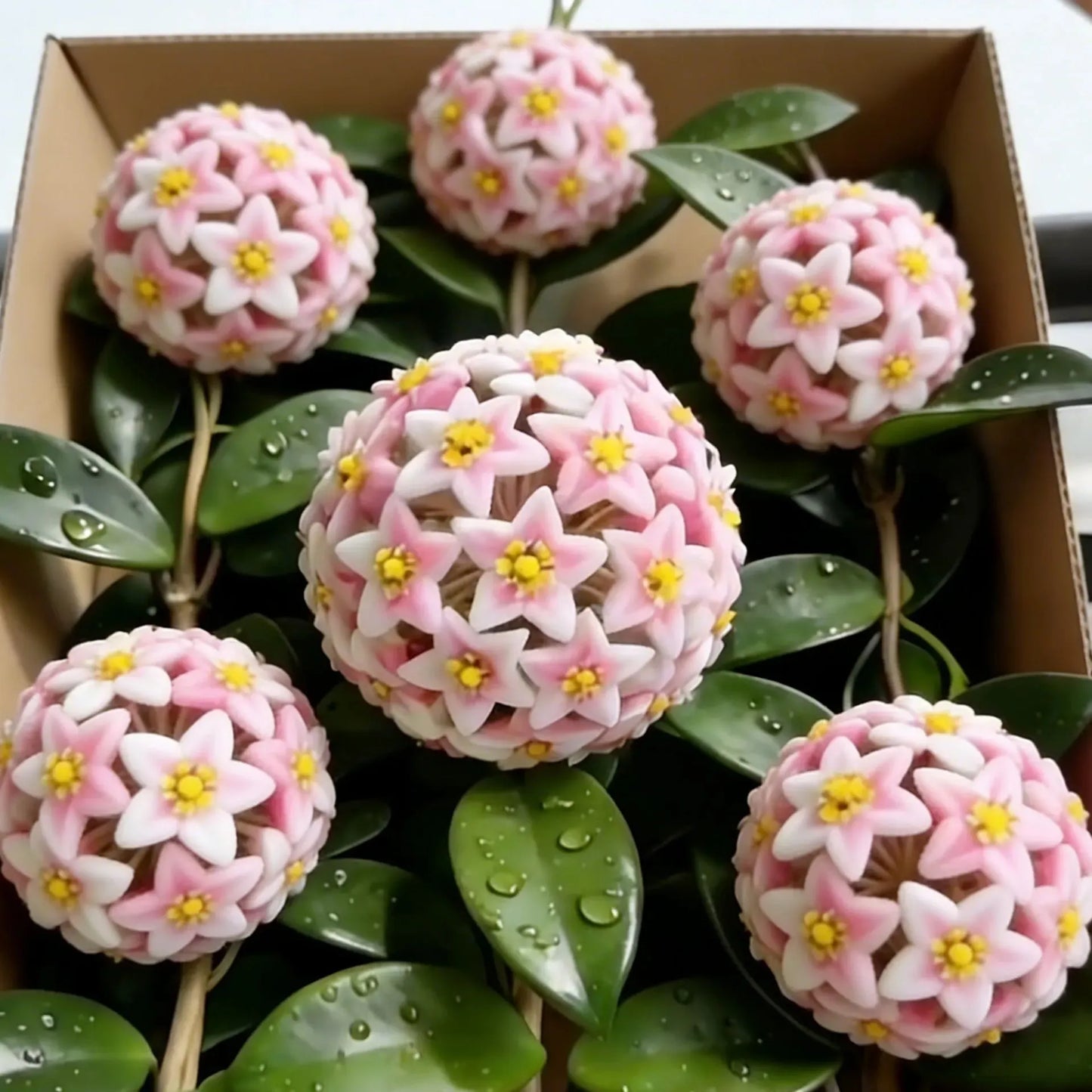 ✨hoya bulbs- stars falling from the sky + plant boost✨ | 🔥buy 1 get 1 free🔥