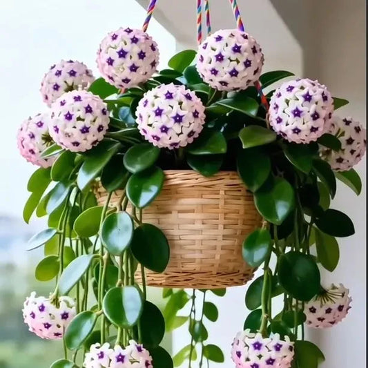 ✨Hoya Bulbs- Stars falling from the sky + Plant Boost✨ | 🔥Buy 1 Get 1 Free🔥