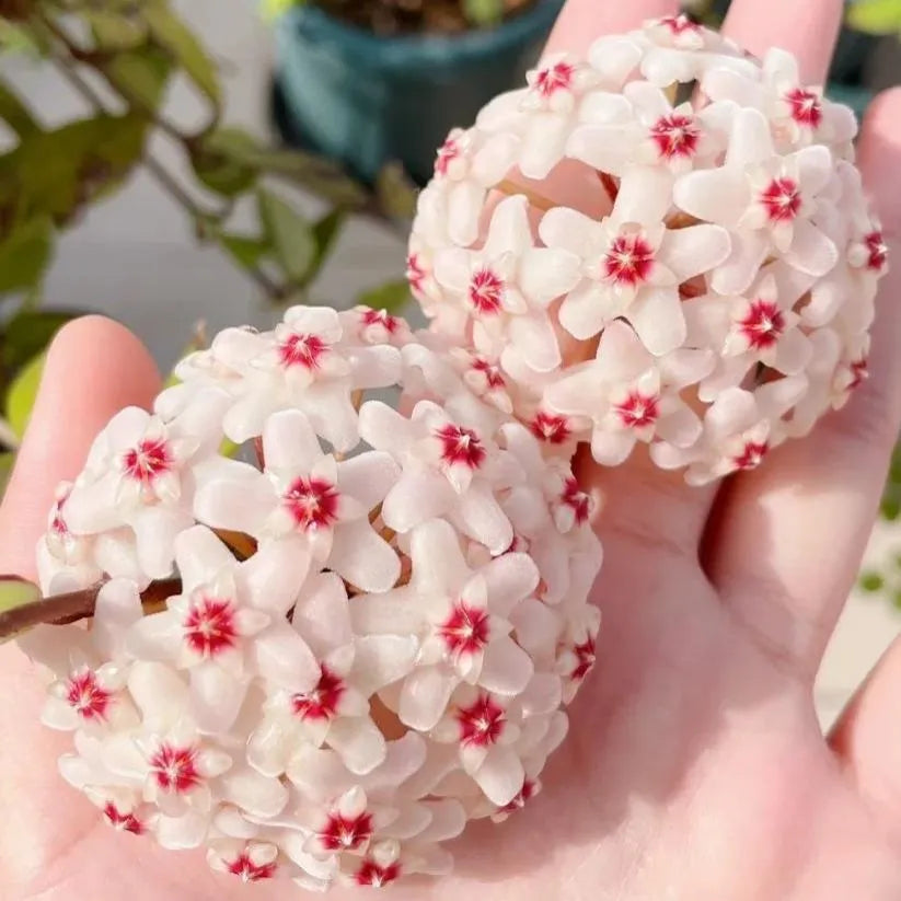 ✨hoya bulbs- stars falling from the sky + plant boost✨ | 🔥buy 1 get 1 free🔥
